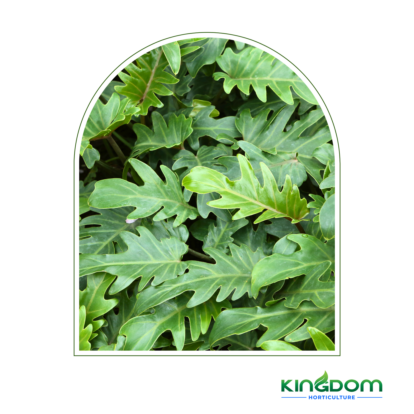 Philodendron selloum 'Xanadu' 200mm Kingdom Horticulture