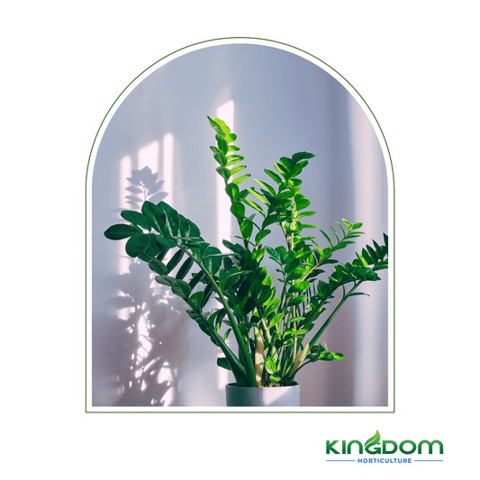 Zamioculcas zamiifolia 'Zanzibar gem' | Multiple Sizes - Kingdom Horticulture Kingdom Horticulture