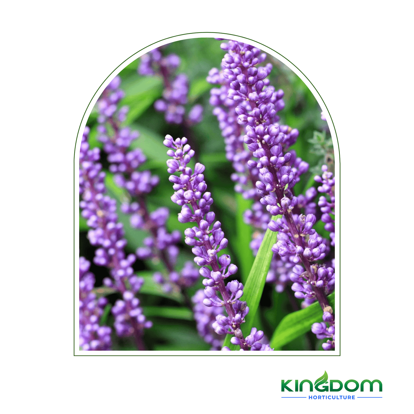 Liriope muscari 'Evergreen Giant' 140mm - Kingdom Horticulture Kingdom Horticulture