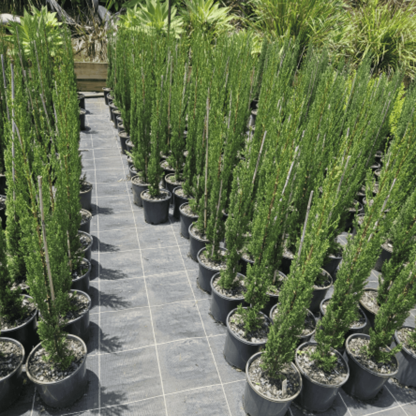 Cupressus sempervirens 'Nitschkes Needles' | Multiple Sizes - Kingdom Horticulture Kingdom Horticulture