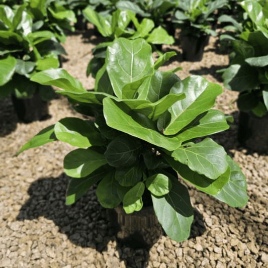 Kingdom Horticulture