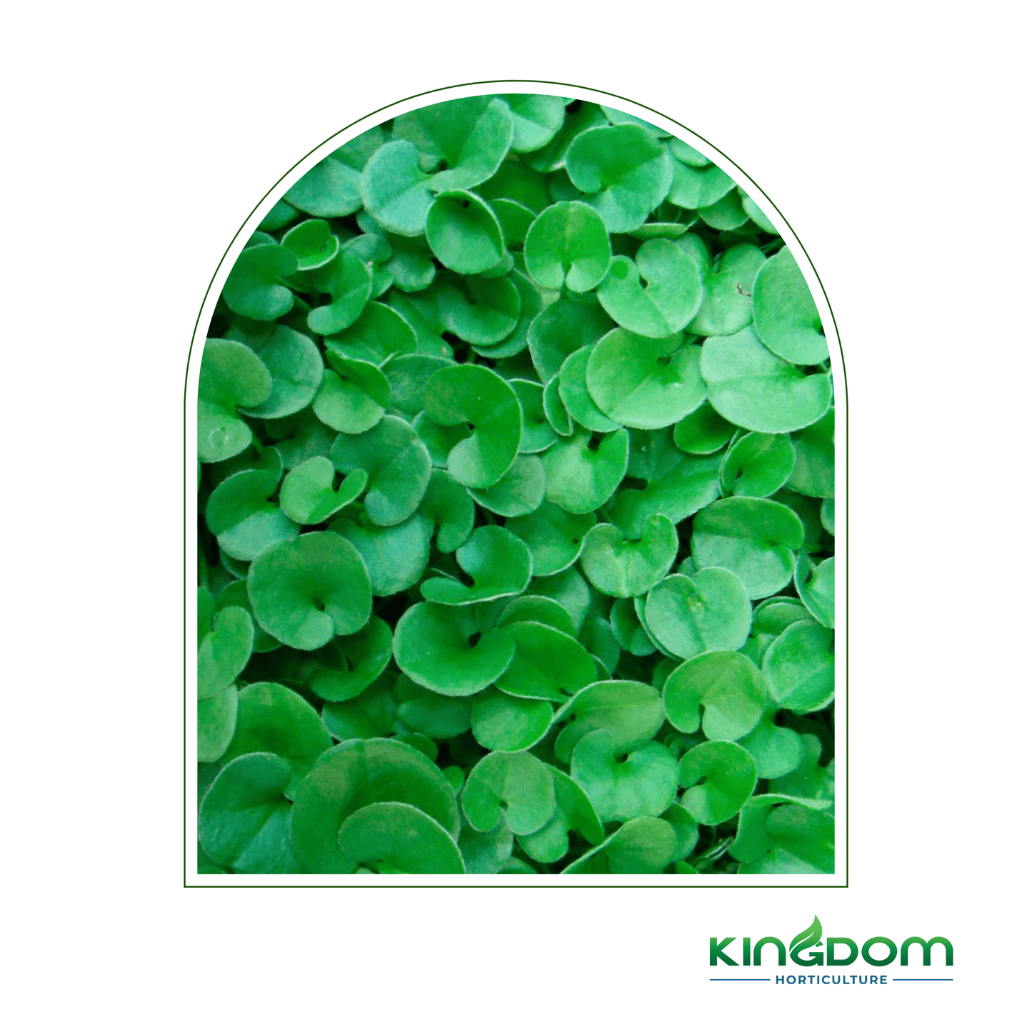 Dichondra repens "Emerald Falls" 130mm - Kingdom Horticulture Kingdom Horticulture