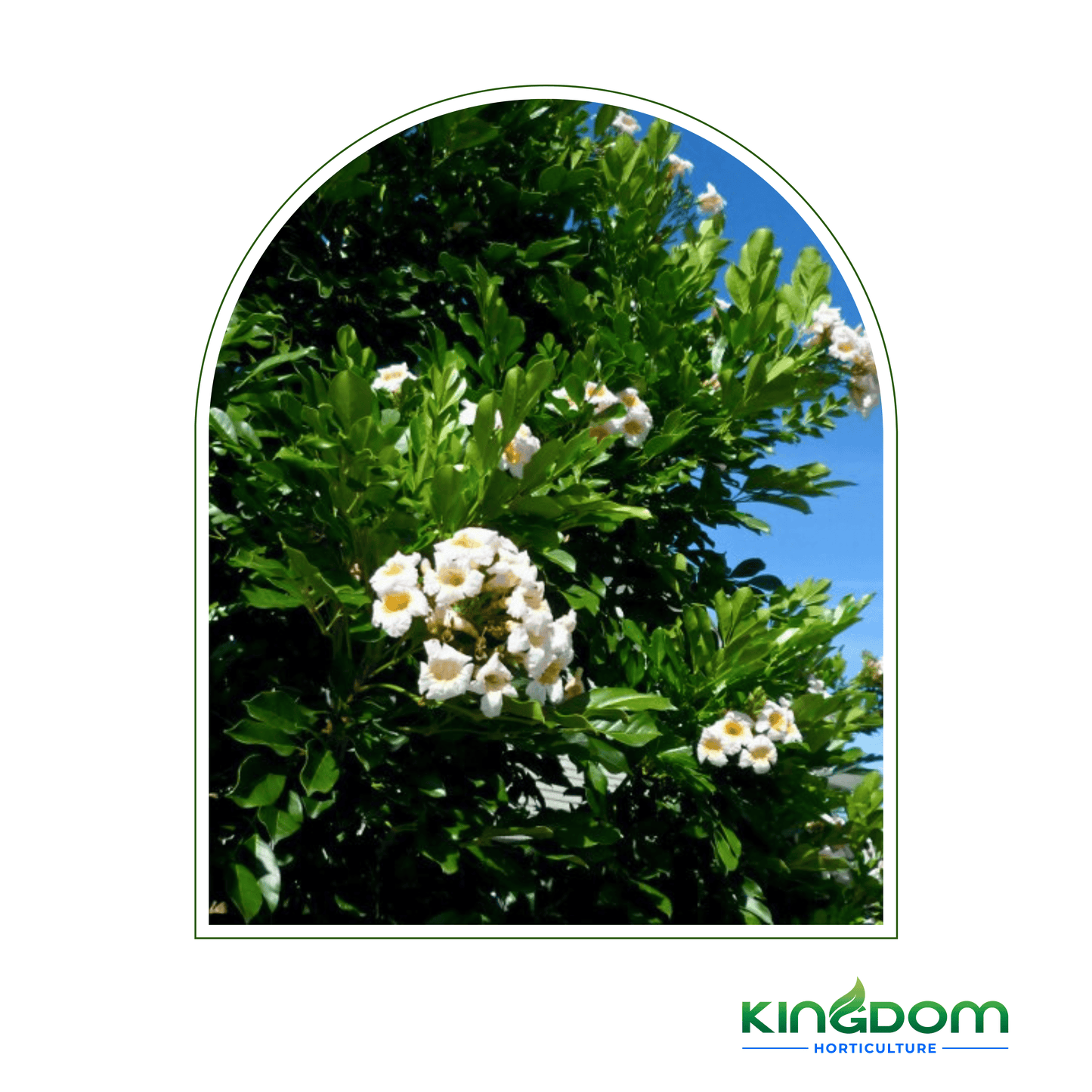 Radermachera Summerscent ™ | Multiple Sizes - Kingdom Horticulture Kingdom Horticulture