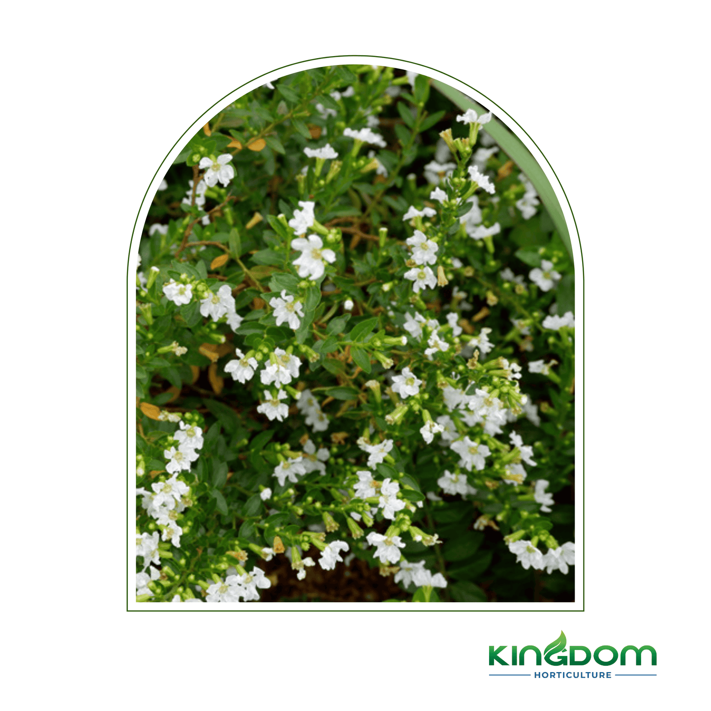 Cuphea hyssopifolia "White" 140mm - Kingdom Horticulture Kingdom Horticulture