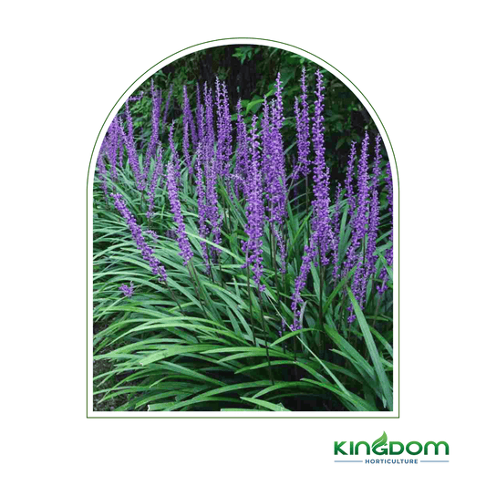 Kingdom Horticulture