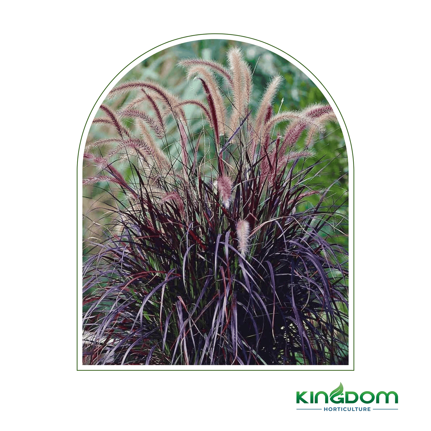 Pennisetum advena 'Rubrum Dwarf' | 140mm - Kingdom Horticulture Kingdom Horticulture