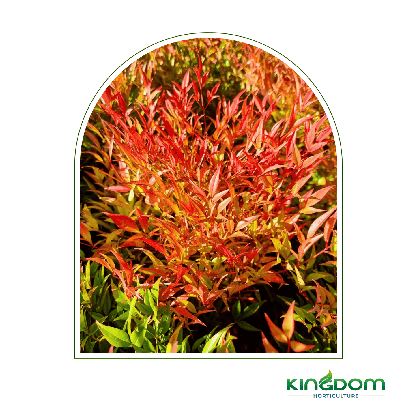 Nandina domestica 'Moon Bay' | Multiple Sizes - Kingdom Horticulture Kingdom Horticulture
