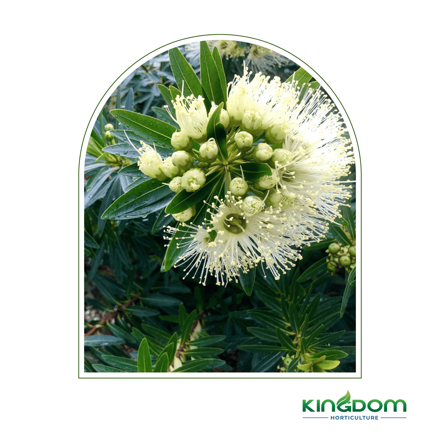 Xanthostemon verticillatus 'Little Penda' | 140mm - Kingdom Horticulture Kingdom Horticulture