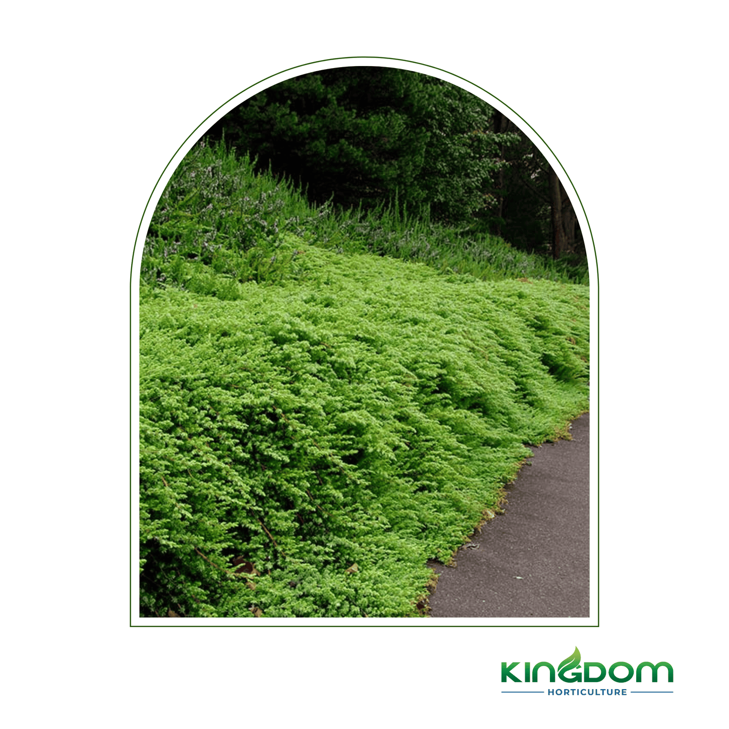 Juniperus conferta "Shore Juniper" | Multiple Sizes - Kingdom Horticulture Kingdom Horticulture