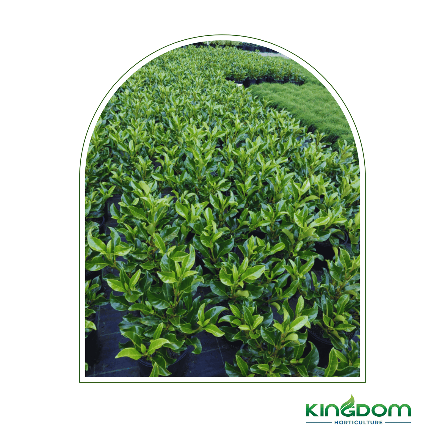 Viburnum odoratissimum 'Awabuki' | Multiple Sizes - Kingdom Horticulture Kingdom Horticulture