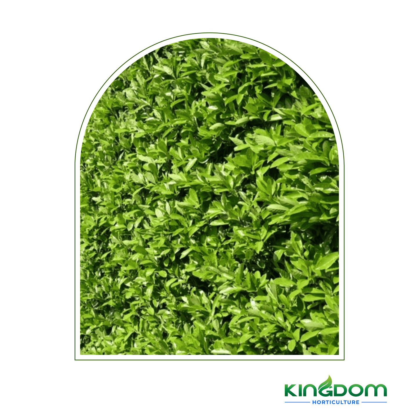 Viburnum odoratissimum 'Emerald Lustre' | Multiple Sizes - Kingdom Horticulture Kingdom Horticulture