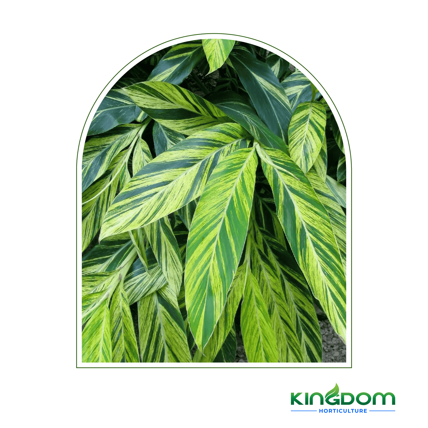 Alpinia zerumbet "Variegata" 200mm - Kingdom Horticulture Kingdom Horticulture