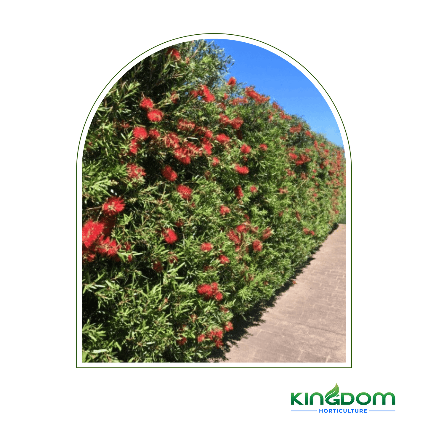 Callistemon viminalis 'Slim' | Multiple Sizes - Kingdom Horticulture Kingdom Horticulture