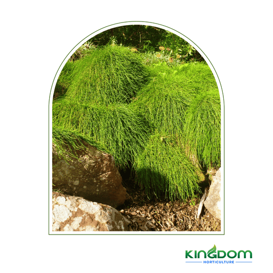 Kingdom Horticulture