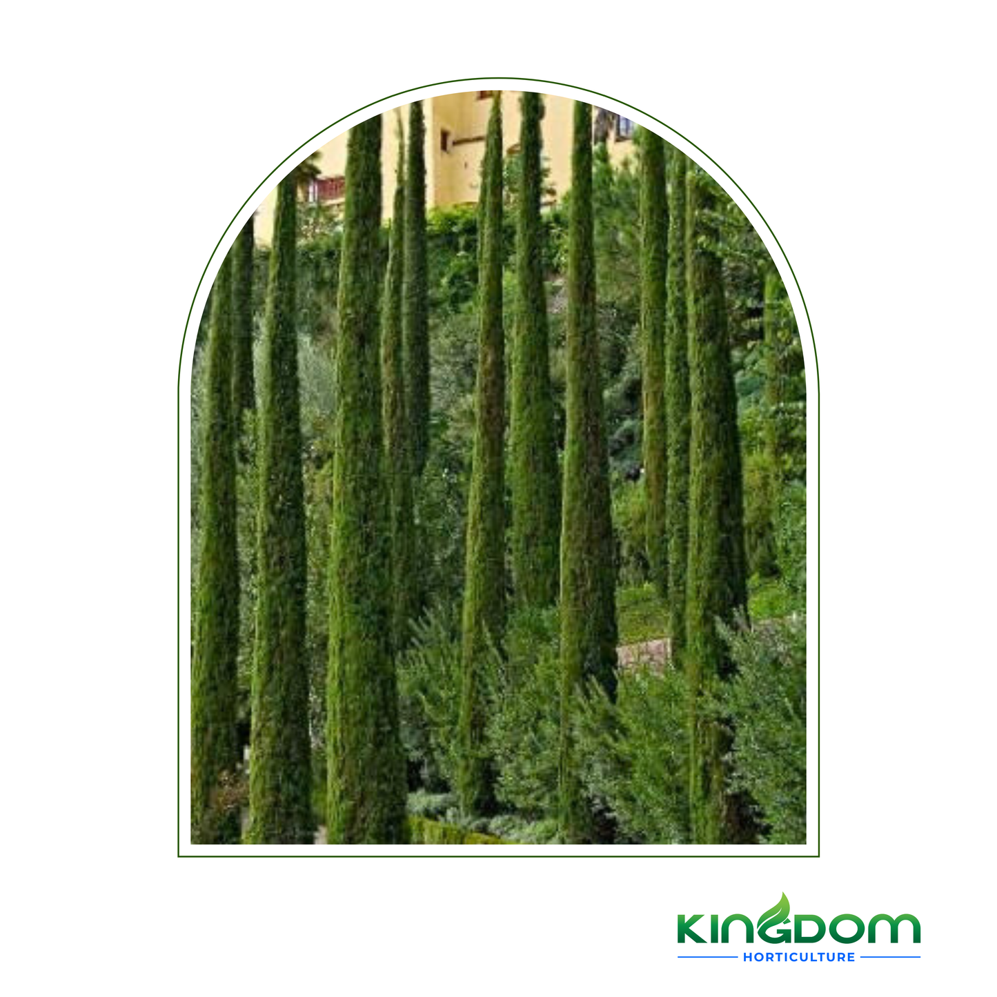 Cupressus sempervirens 'Nitschkes Needles' | Multiple Sizes - Kingdom Horticulture Kingdom Horticulture