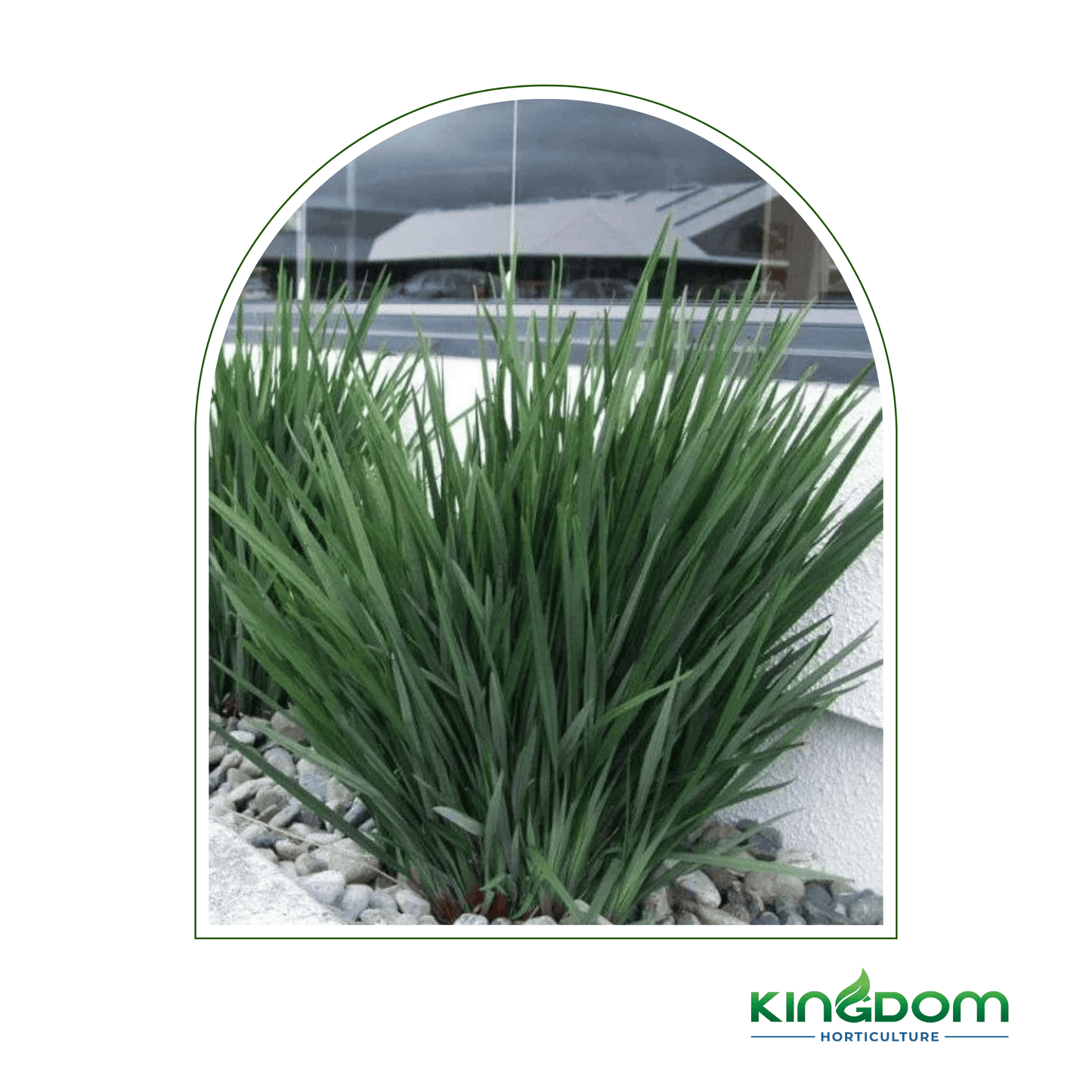 Dianella caerulea | Intended Summer Rev™ 140mm - Kingdom Horticulture Kingdom Horticulture