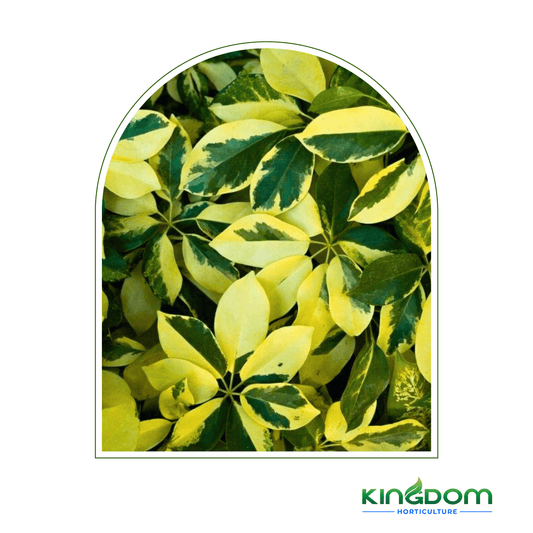 Schefflera arboricola "Madame De Smet" | Multiple Sizes - Kingdom Horticulture Kingdom Horticulture