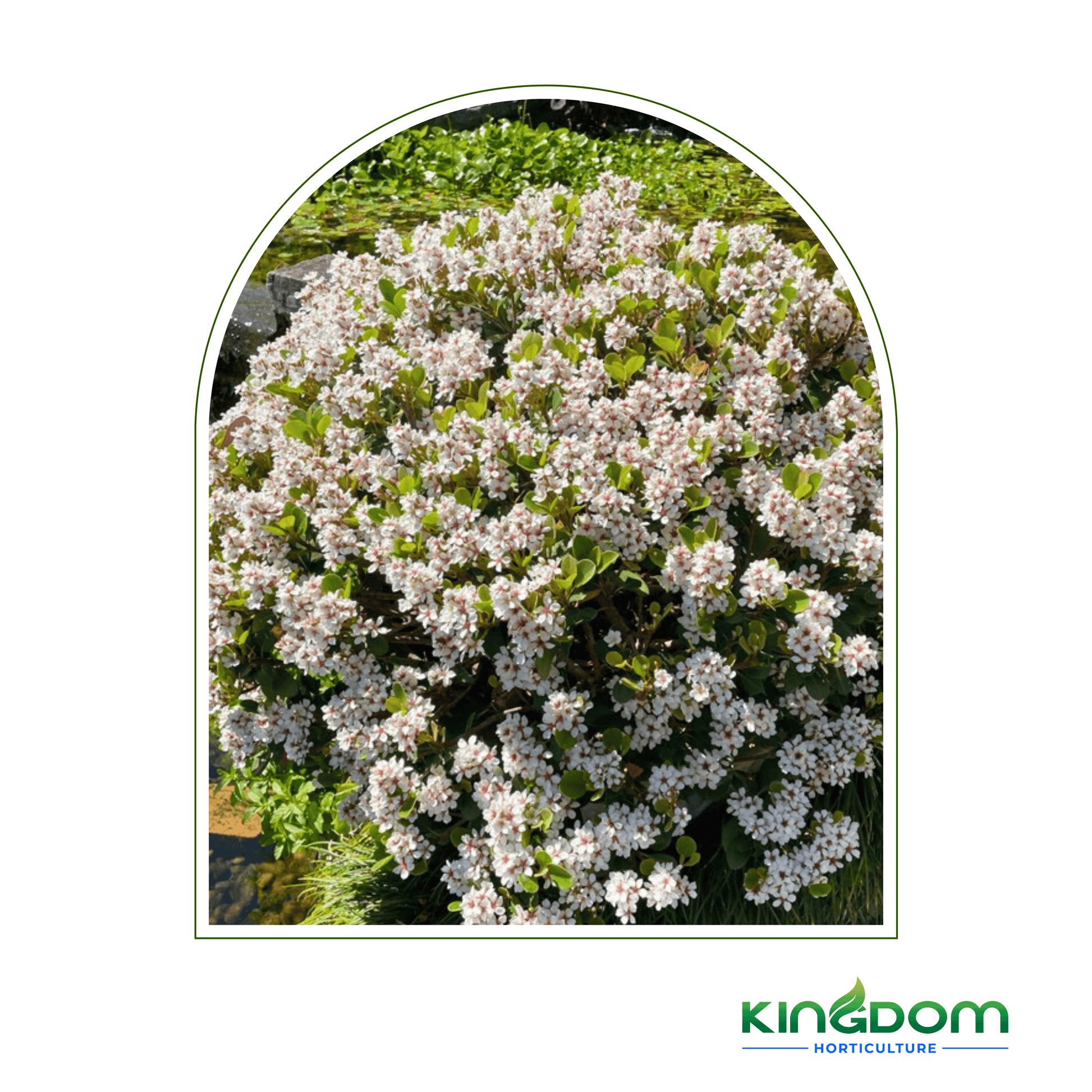 Rhaphiolepis indica 'Oriental Pearl' | Multiple Sizes - Kingdom Horticulture