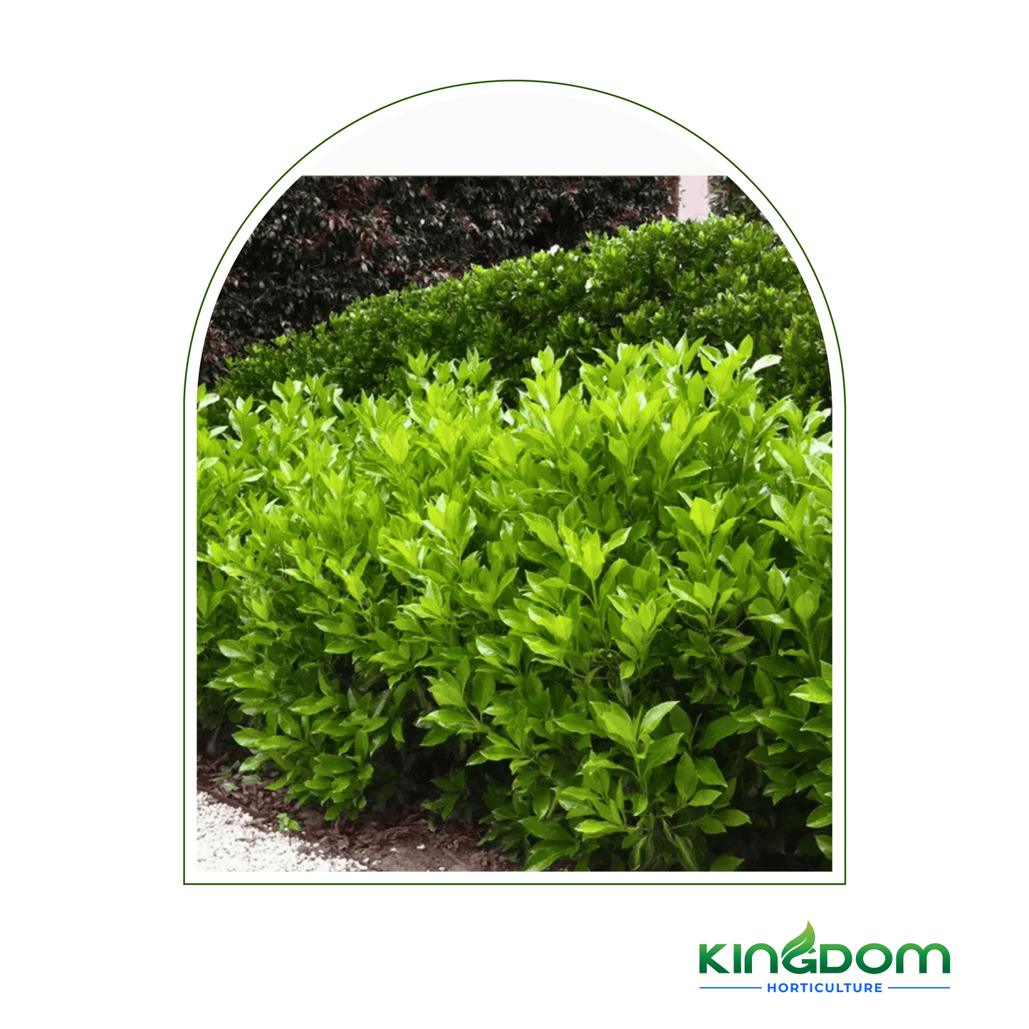 Viburnum odoratissimum 'Dense Fence™' | Multiple Sizes - Kingdom Horticulture Kingdom Horticulture