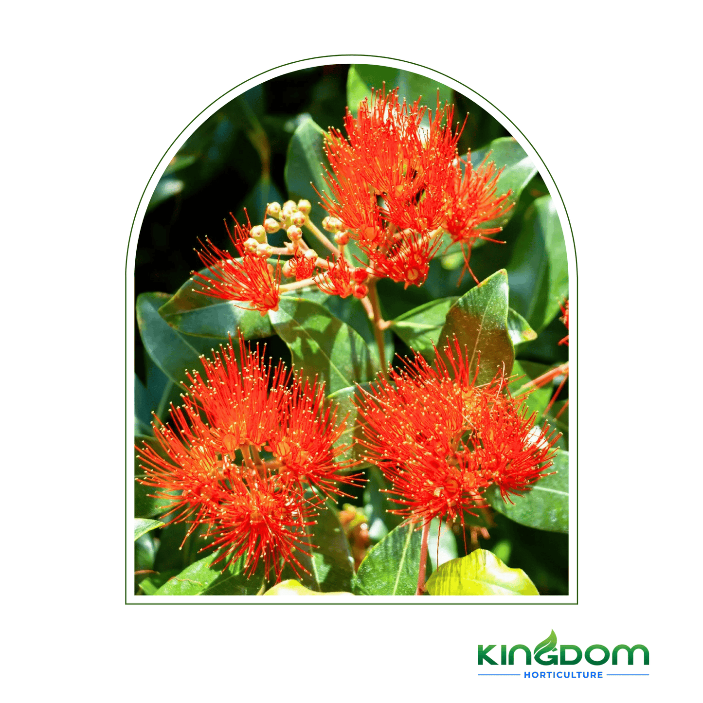 Metrosideros collina 'Little Dugald' | Multiple Sizes - Kingdom Horticulture Kingdom Horticulture