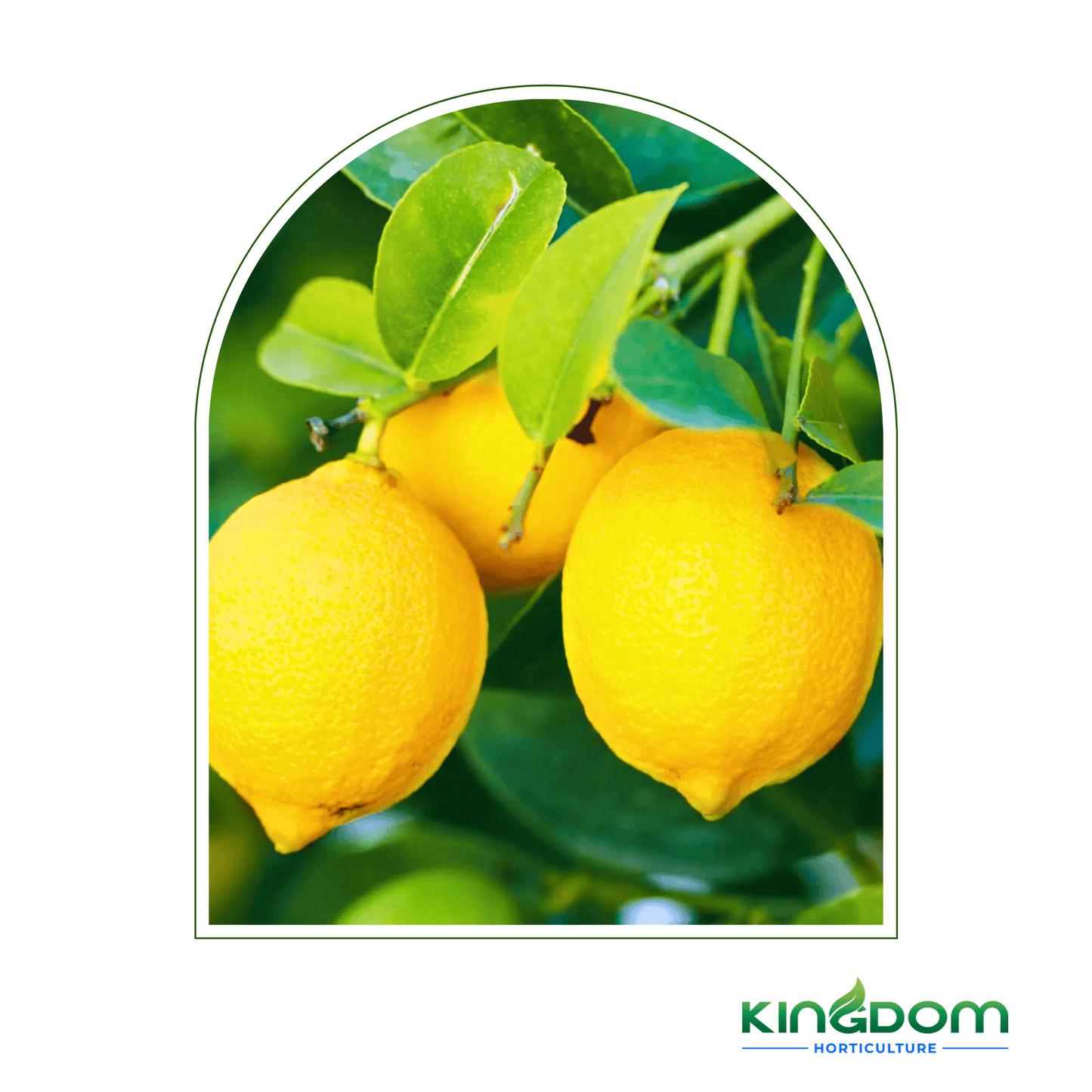 Citrus limon "Eureka Lemon" | Grafted 500mm - Kingdom Horticulture Kingdom Horticulture