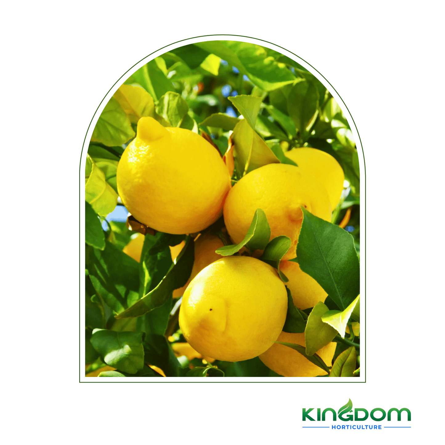 Citrus limon "Lisbon Lemon" | Grafted 500mm - Kingdom Horticulture Kingdom Horticulture