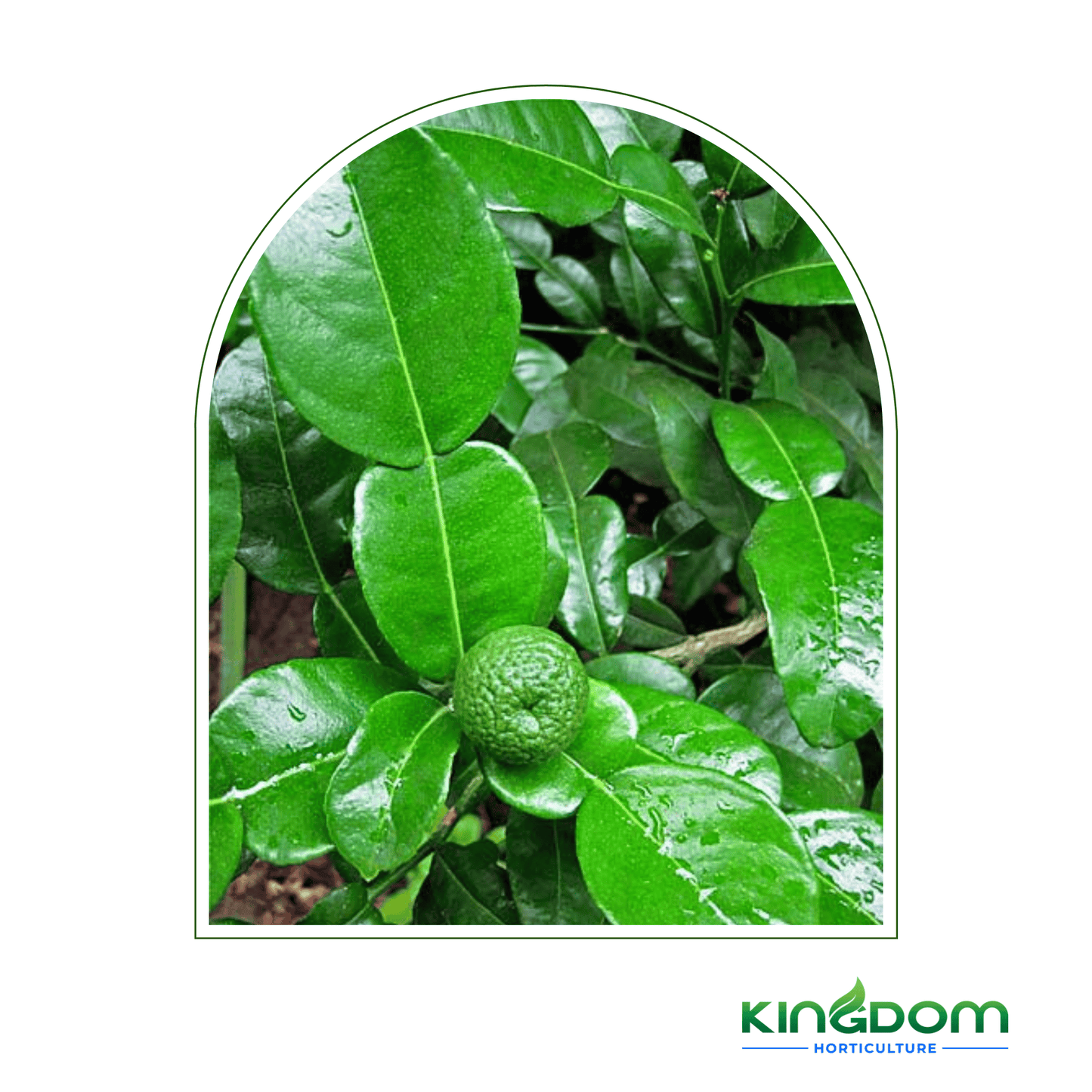 Citrus hystrix "Kaffir Lime" | Grafted 500mm - Kingdom Horticulture Kingdom Horticulture