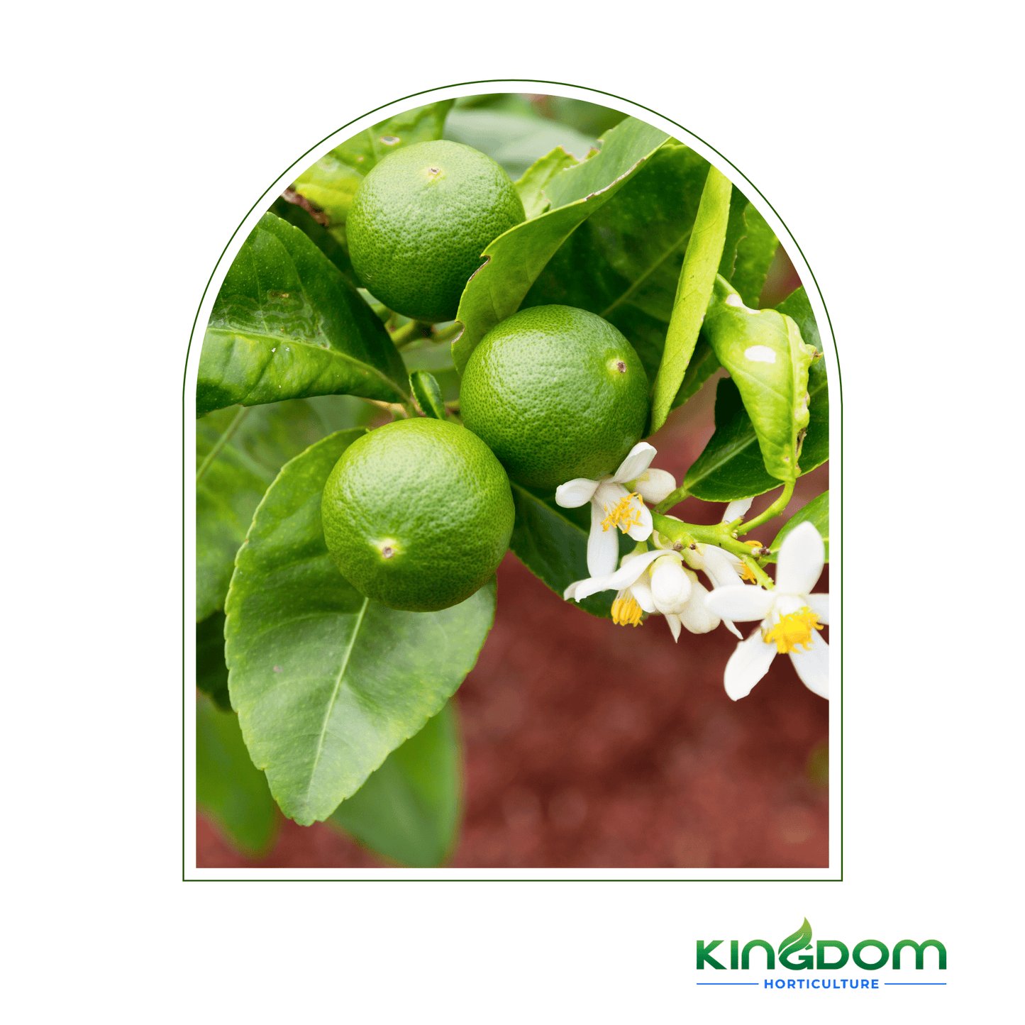 Citrus latifolia "Tahitian Lime" | Grafted 500mm - Kingdom Horticulture Kingdom Horticulture