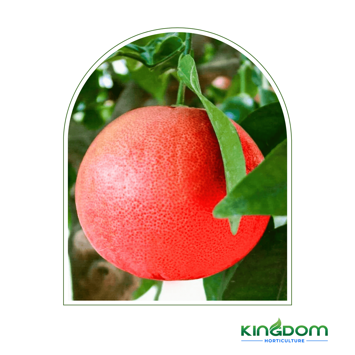 Citrus maxima "Pummelo Carters Red" | 500mm - Kingdom Horticulture Kingdom Horticulture