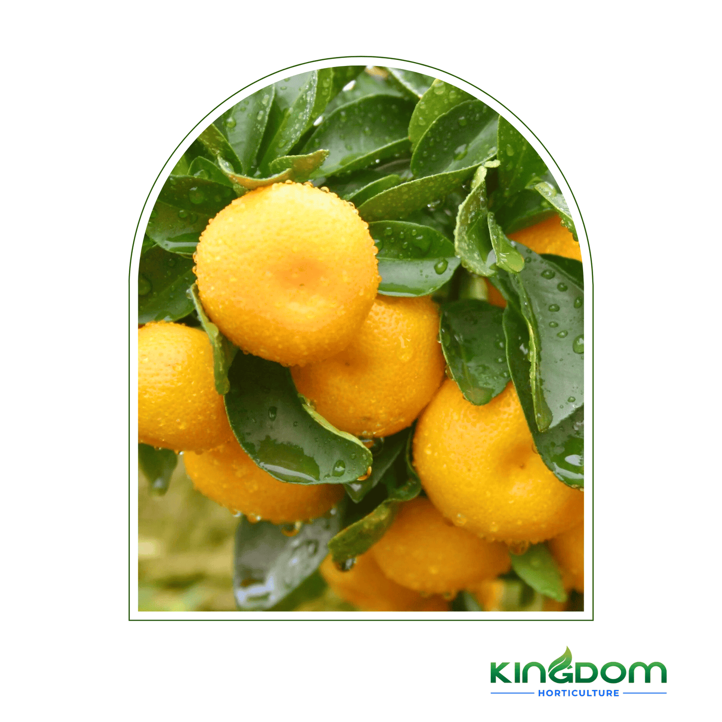 Citrus maxima "Pummelo K13 " | 500mm - Kingdom Horticulture Kingdom Horticulture