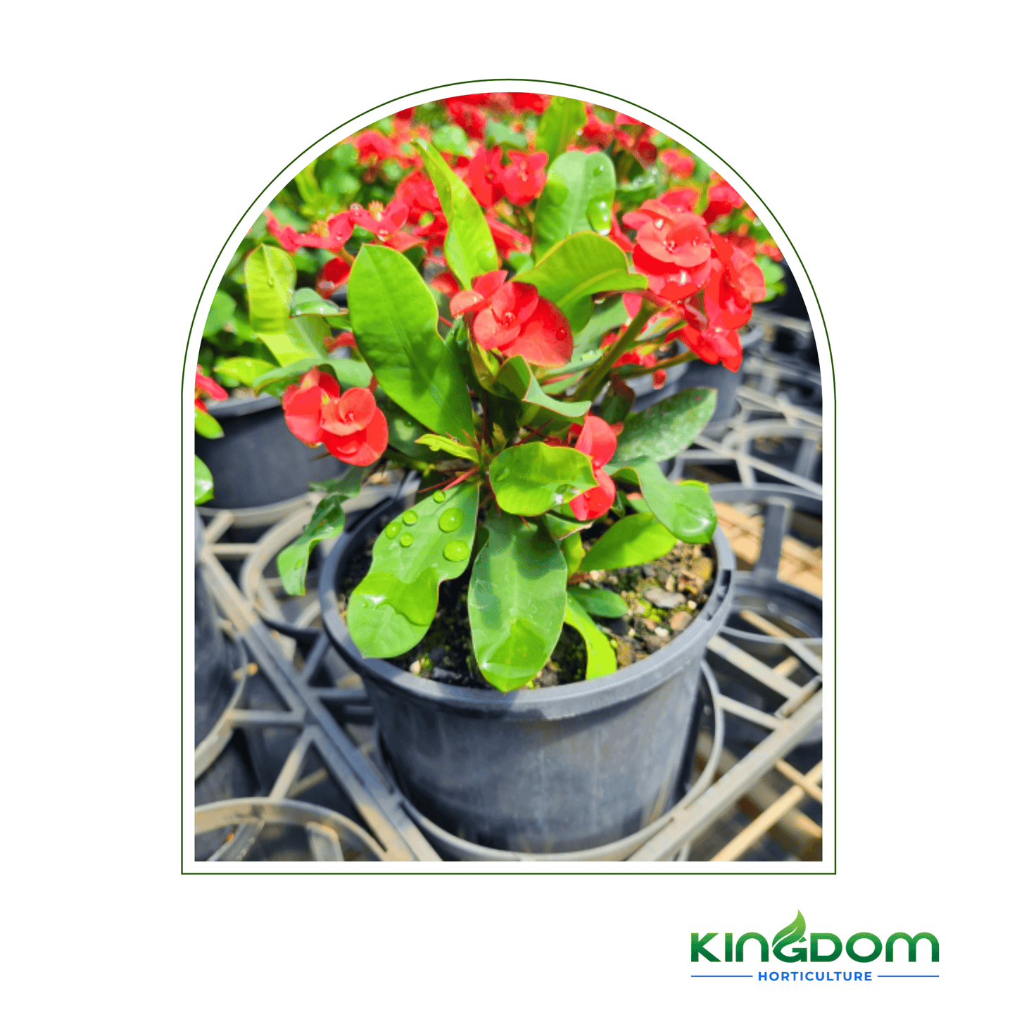 Euphorbia milii 'Vulcanus' 140mm - Kingdom Horticulture Kingdom Horticulture