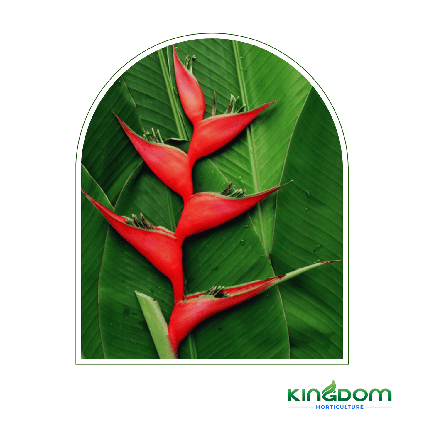 Heliconia bihai x caribaea 'Hot Rio Nights' | Multiple Sizes - Kingdom Horticulture Kingdom Horticulture
