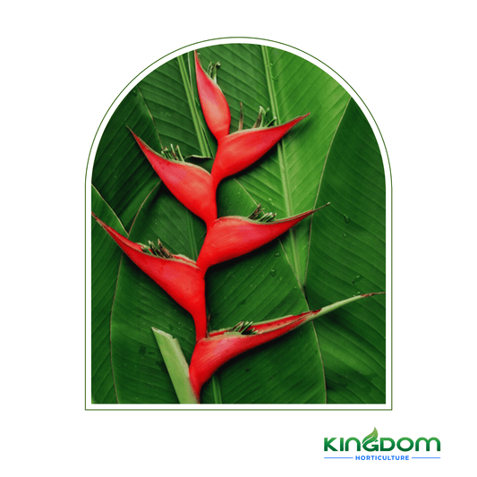 Heliconia bihai x caribaea 'Hot Rio Nights' | Multiple Sizes - Kingdom Horticulture Kingdom Horticulture
