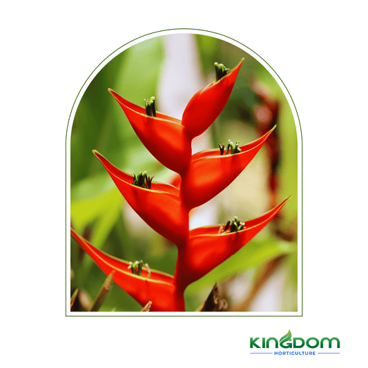 Heliconia bihai x caribaea 'Kawauchi' 400mm - Kingdom Horticulture Kingdom Horticulture