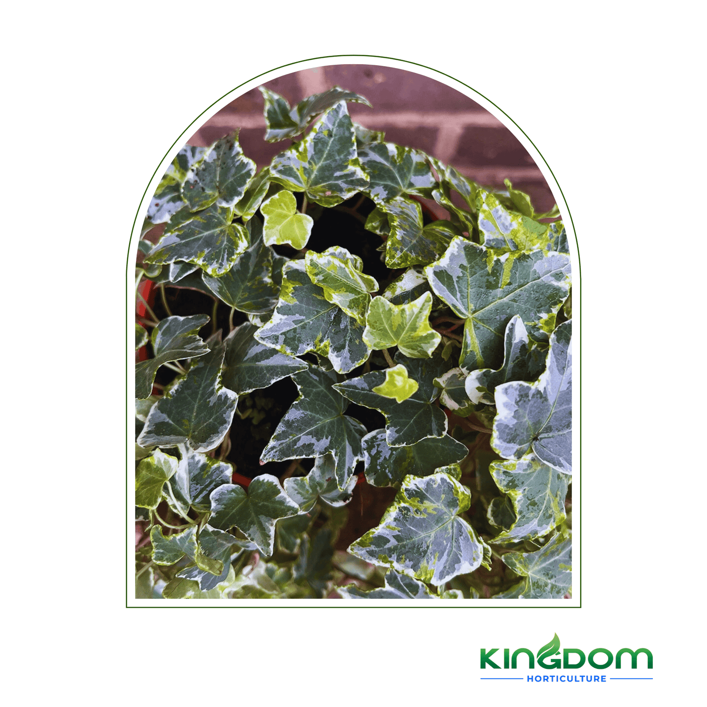 Hedera helix 'Minty Ivy' | Hanging baskets 200mm - Kingdom Horticulture Kingdom Horticulture
