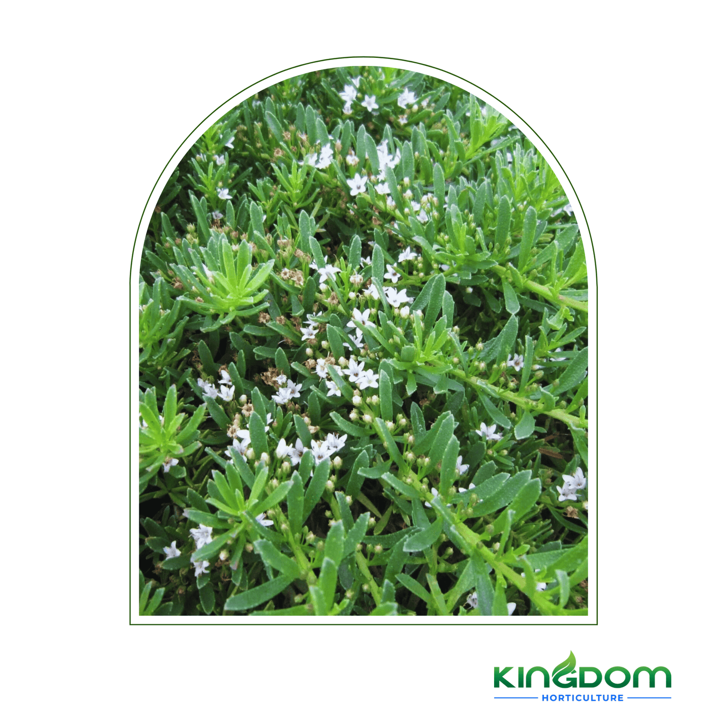 Myoporum parvifolium 'Broad Leaf' 125mm - Kingdom Horticulture Kingdom Horticulture