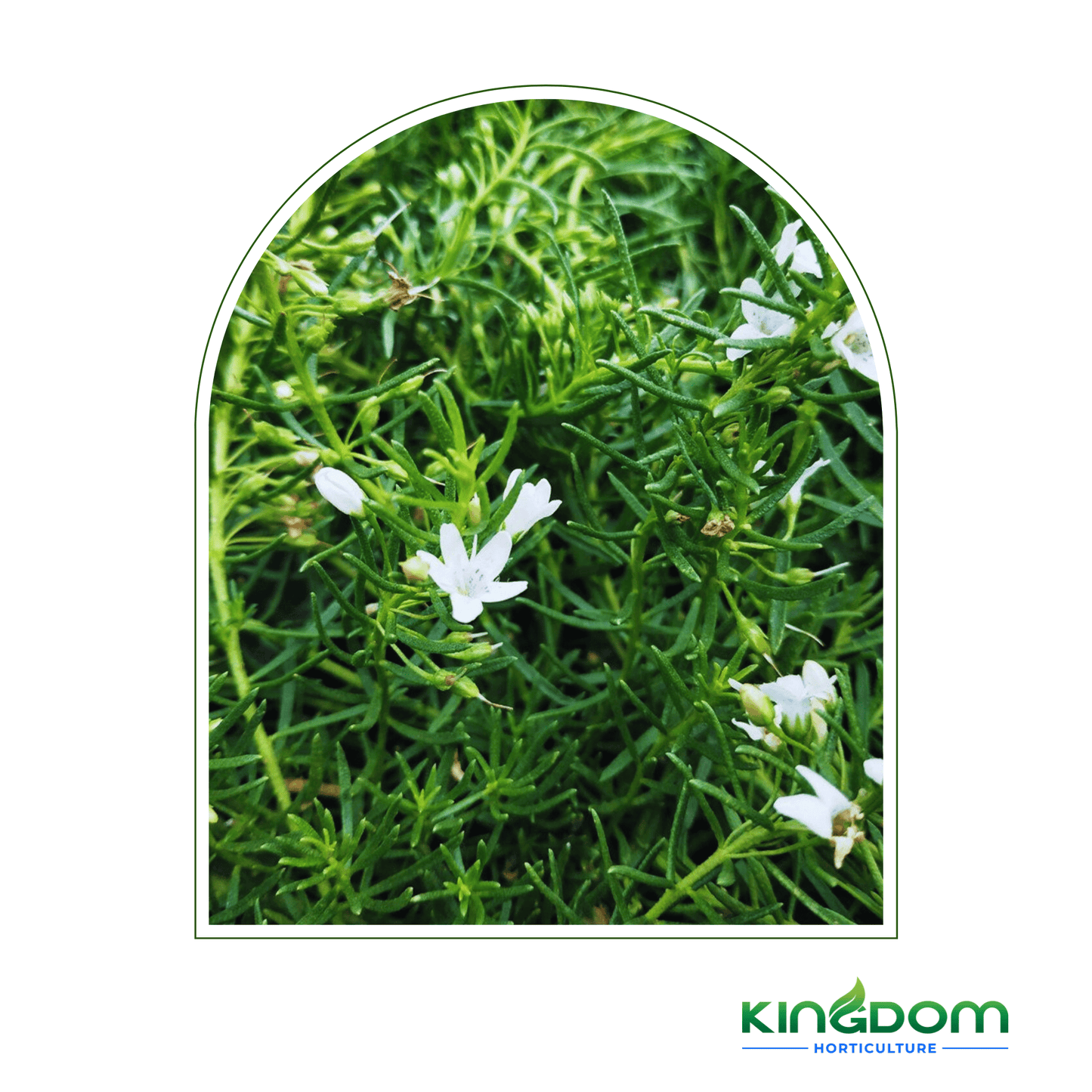 Myoporum parvifolium 'Fine Leaf' 200mm - Kingdom Horticulture Kingdom Horticulture