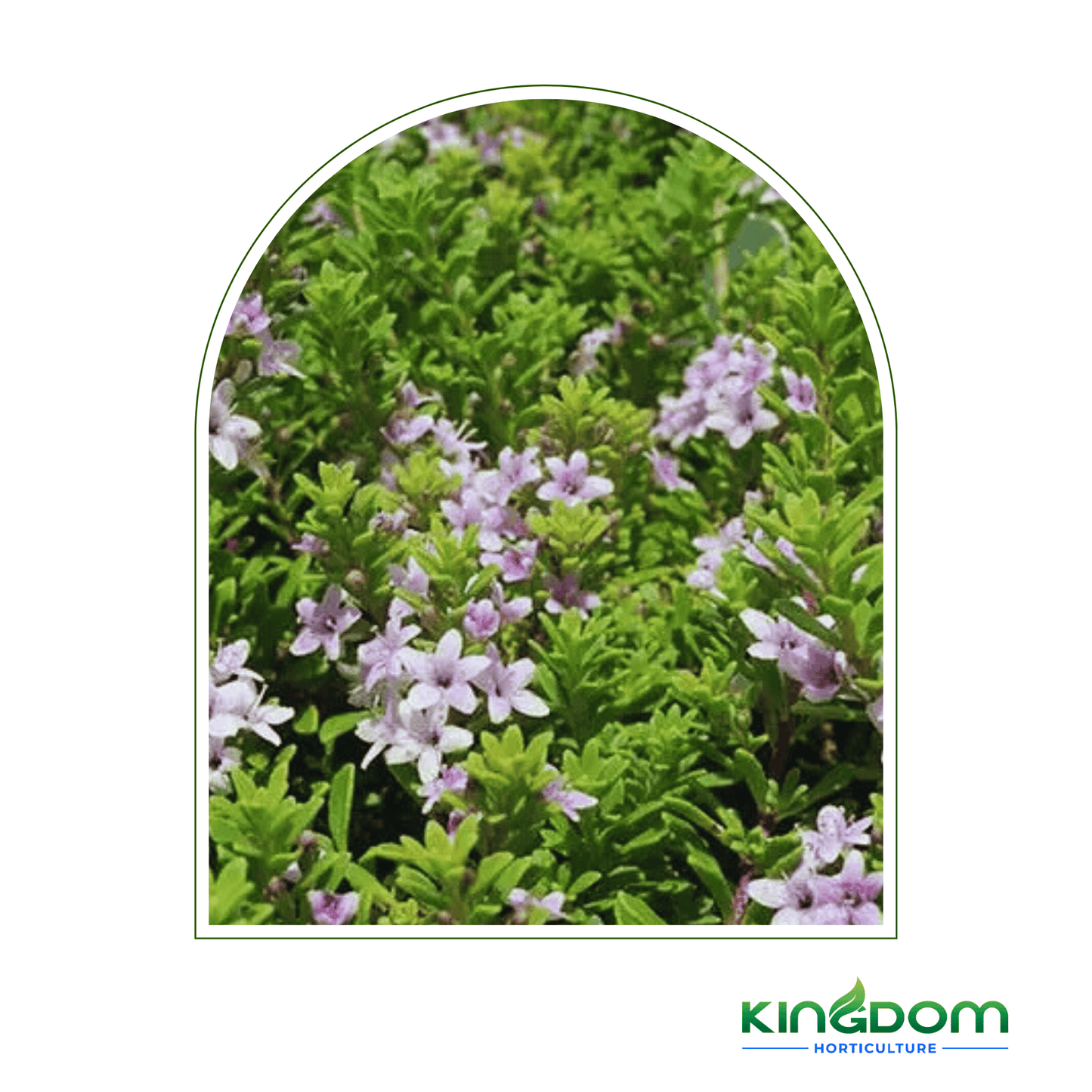 Myoporum parvifolium 'Pink Form' 125mm - Kingdom Horticulture Kingdom Horticulture