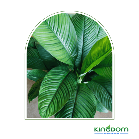 Spathiphyllum 'Sensation' | Multiple Sizes - Kingdom Horticulture Kingdom Horticulture