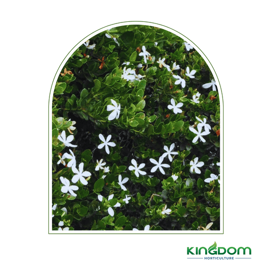 Carissa macrocarpa Green Carpet | 140mm - Kingdom Horticulture Kingdom Horticulture