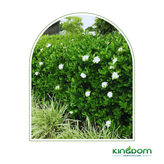Gardenia augusta 'Florida' | Multiple Sizes - Kingdom Horticulture Kingdom Horticulture