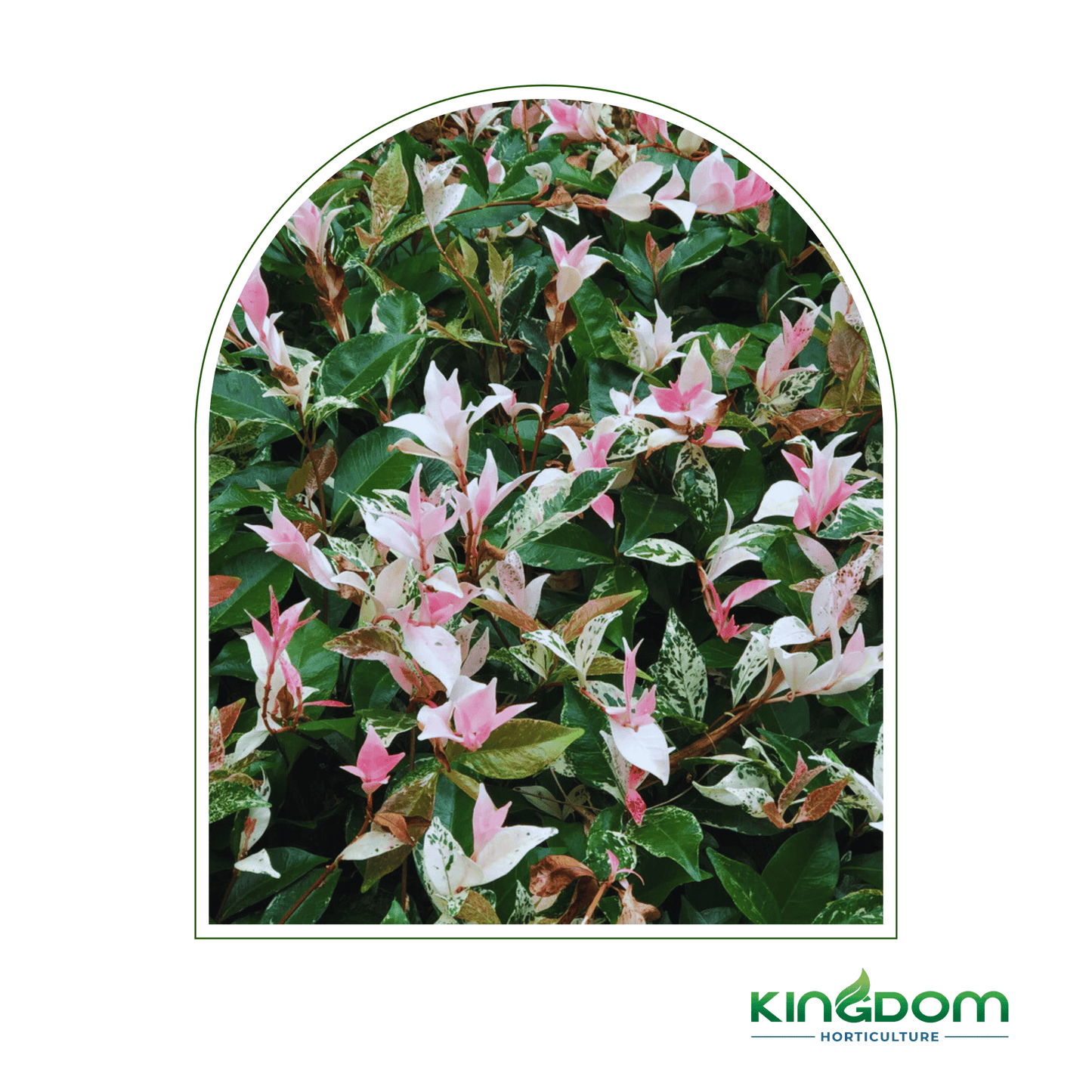 Trachelospermum jasminoides 'Tricolor' | 100mm - Kingdom Horticulture Kingdom Horticulture