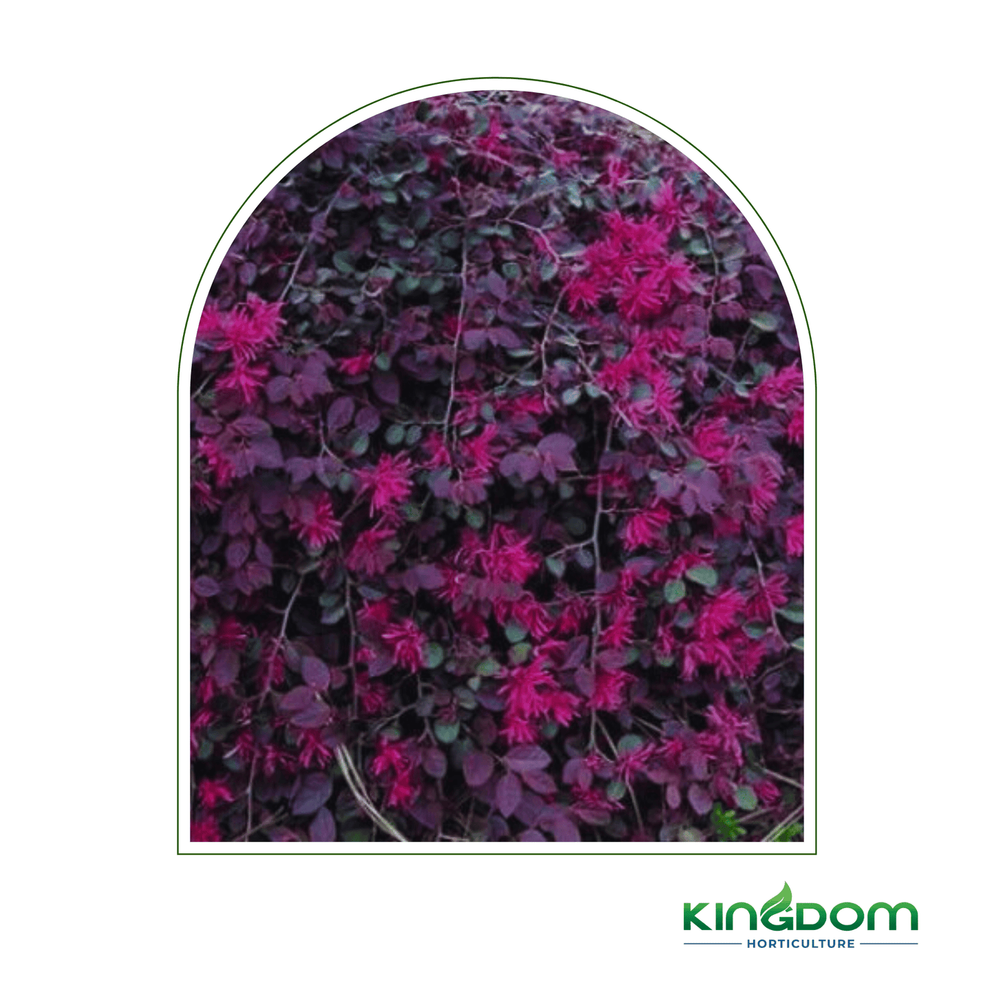 Loropetalum chinense 'Purple Pixie™' | Multiple Sizes - Kingdom Horticulture Kingdom Horticulture