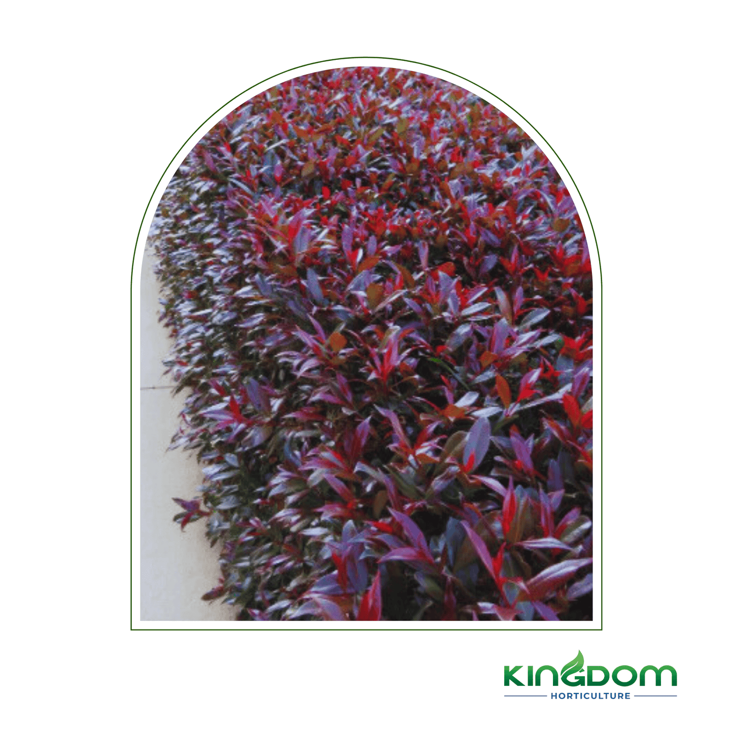 Syzygium australe 'Plum Magic' | Multiple Sizes - Kingdom Horticulture Kingdom Horticulture