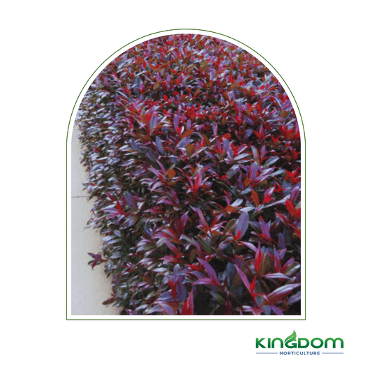 Syzygium australe 'Plum Magic' | Multiple Sizes - Kingdom Horticulture Kingdom Horticulture