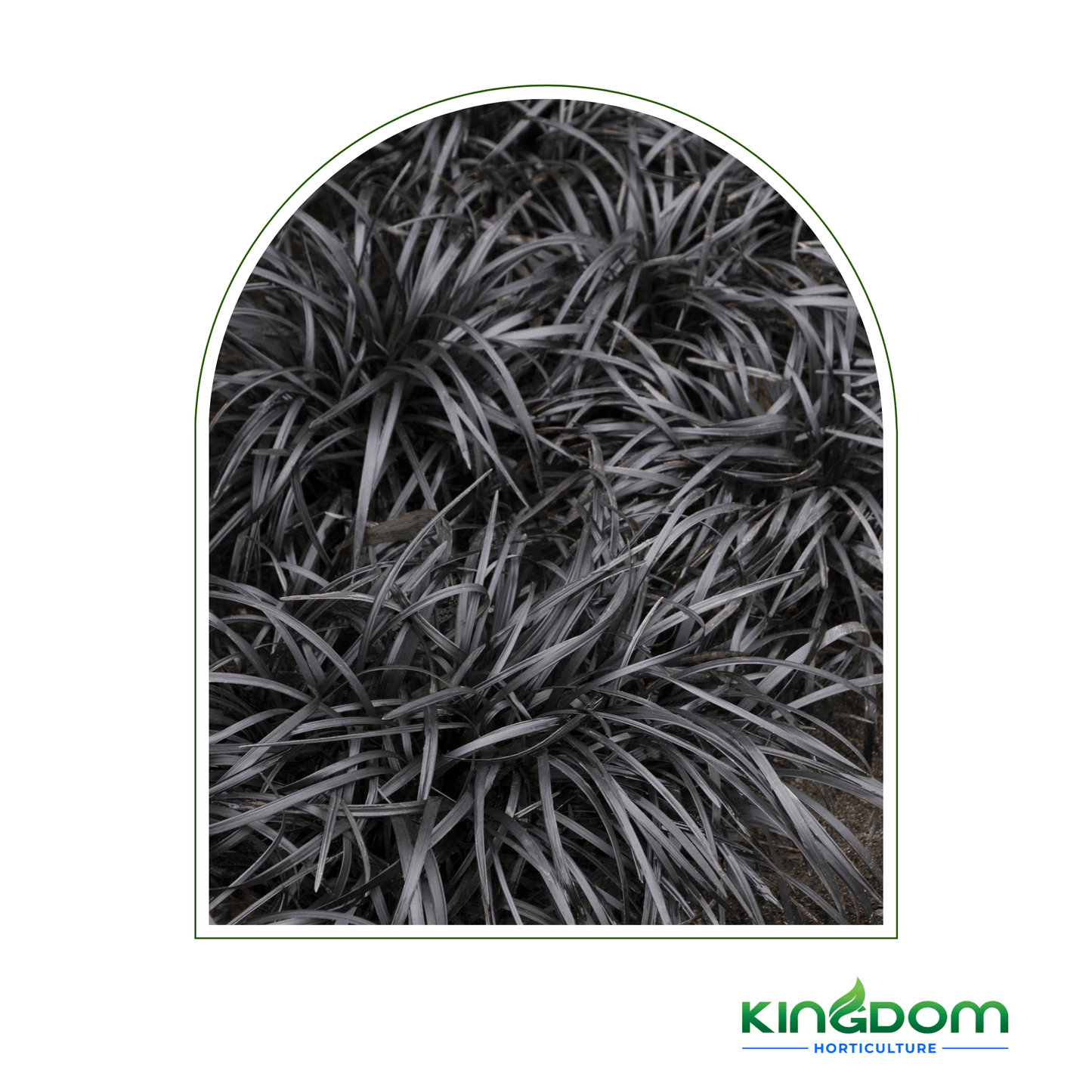 Ophiopogon planiscapus 'Nigrescens' 'Black Mondo' | 100mm - Kingdom Horticulture Kingdom Horticulture