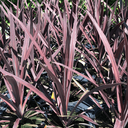 Kingdom Horticulture