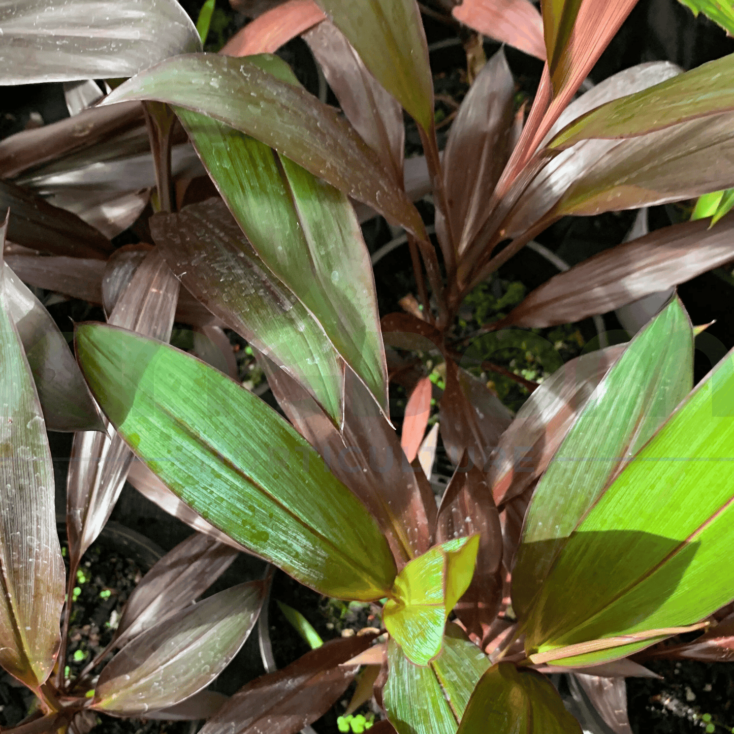 Cordyline fruticosa 'Negra' 250mm - Kingdom Horticulture Kingdom Horticulture