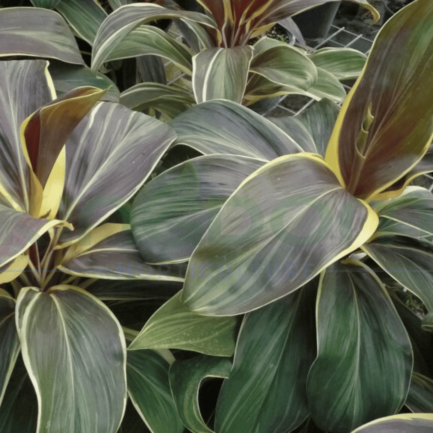 Cordyline fruticosa 'Miss Andrea' 200mm - Kingdom Horticulture Kingdom Horticulture