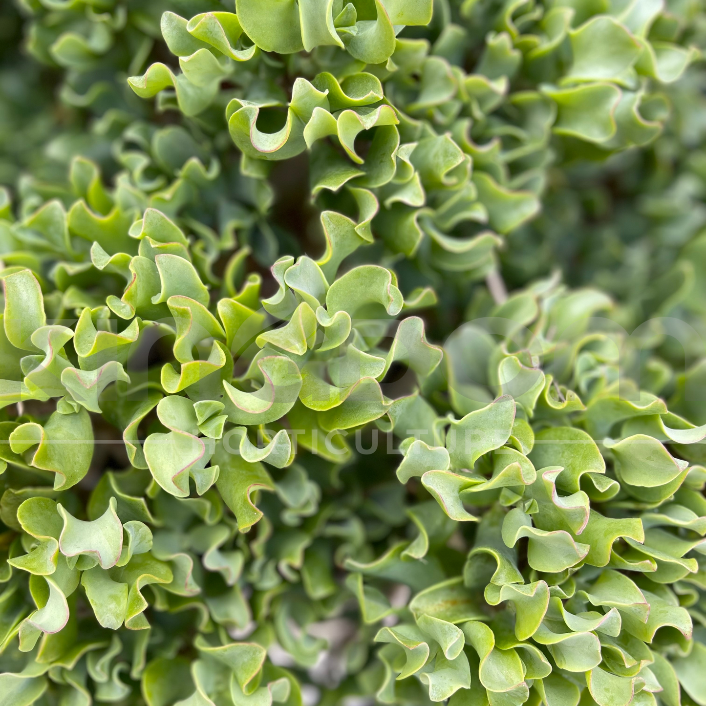 Crassula Undulatifolia 'Ripple Jade' Kingdom Horticulture